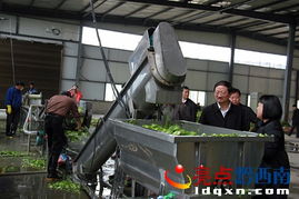 晴隆肥姑蔬菜食品厂第一条生产线试生产